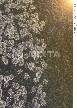 Iberis sempervirens - white flowers in garden 22334311