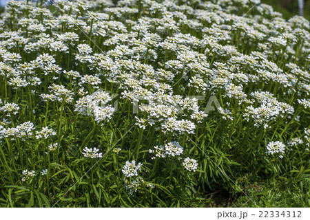 Iberis sempervirens - white flowers in garden Iberis sempervirens - white flowers in garden 22334312
