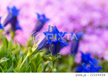 Trumpet gentian, blue spring flower in garden 22334439