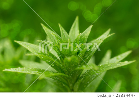 water drops on green plant leaf water drops on green plant leaf 22334447