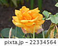 薔薇 22334564