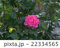 バラ-ピンク 22334565