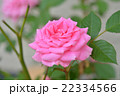 ばら-ピンク 22334566