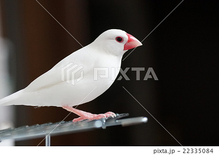 白文鳥の写真素材