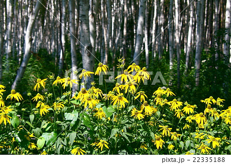 白樺林とオオハンゴンソウ 白樺林とオオハンゴンソウ 22335188