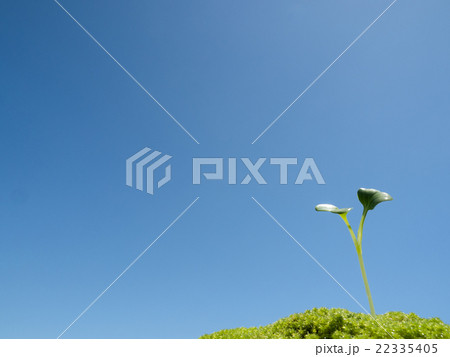 芽生え 芽生え 22335405