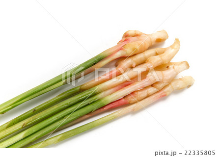 谷中生姜 谷中生姜 22335805