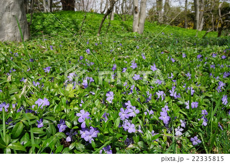 鮮やかな青紫の花　ビンカの群生 22335815