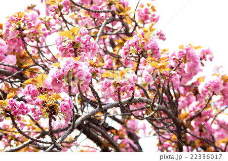 大阪・造幣局の桜“関山” 22336017