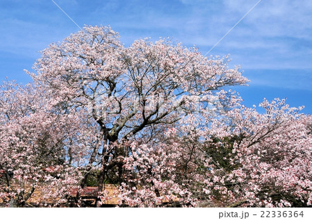 狩宿の下馬桜 22336364
