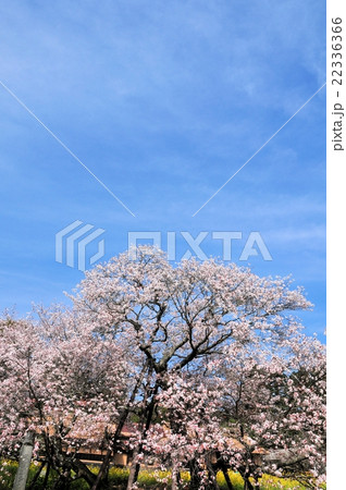 狩宿の下馬桜 22336366