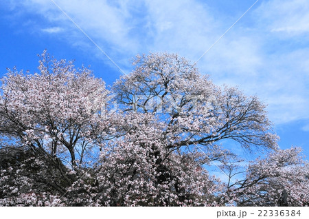 狩宿の下馬桜 22336384