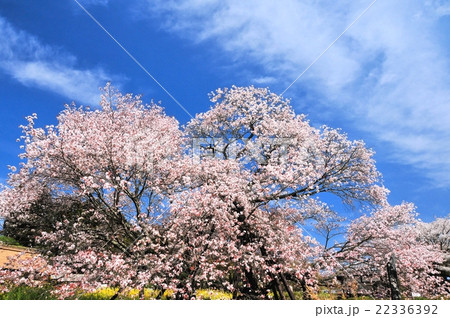狩宿の下馬桜 22336392