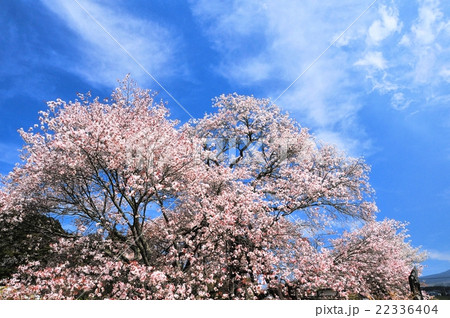 狩宿の下馬桜 22336404