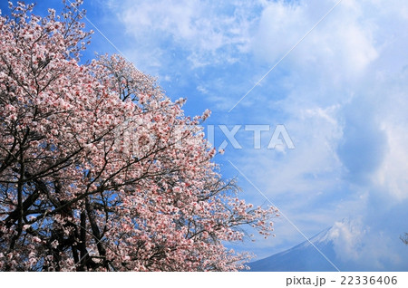 狩宿の下馬桜 22336406