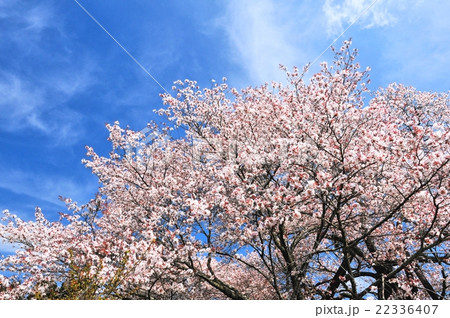 狩宿の下馬桜 22336407