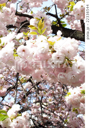 大阪・造幣局の桜“一葉” 22336544