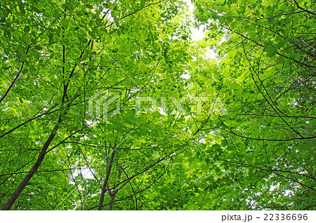 森の緑 背景素材 の写真素材