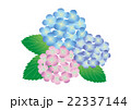 三色のあじさい 22337144