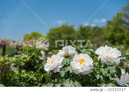 白い牡丹の花の写真素材