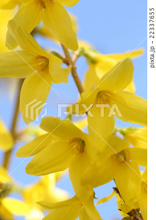 青空に映える早春の使者 レンギョウ 青空に映える早春の使者 レンギョウ 22337655