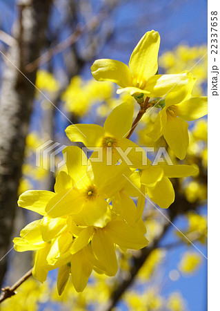 青空に映える早春の使者 レンギョウ 青空に映える早春の使者 レンギョウ 22337658