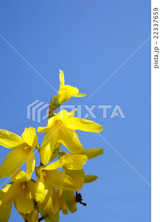 青空に映える早春の使者 レンギョウ 青空に映える早春の使者 レンギョウ 22337659