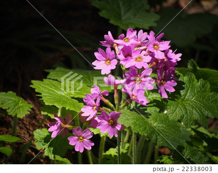 カッコソウ 22338003