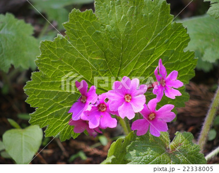 カッコソウ カッコソウ 22338005