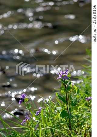 水辺に咲く花大根の写真素材