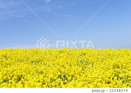 淡路島の花さじきでみた一面の菜の花畑 22338374
