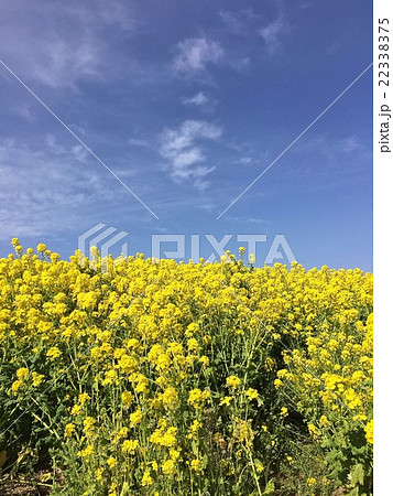 淡路島の花さじきでみた一面の菜の花畑の写真素材