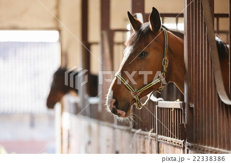 Horse in a stall 22338386