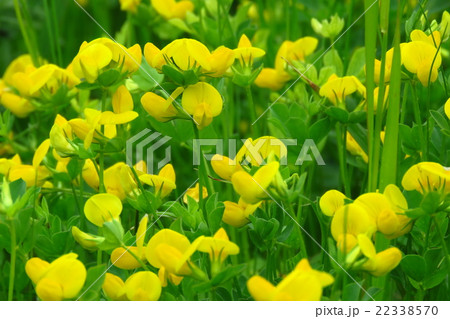 野の花「ミヤコグサ」淀川河川敷：大阪府枚方市 22338570