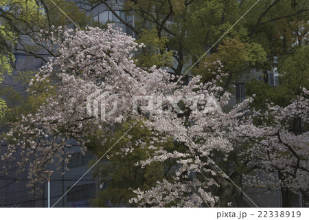 花、桜＠南天満公園、大阪市 22338919