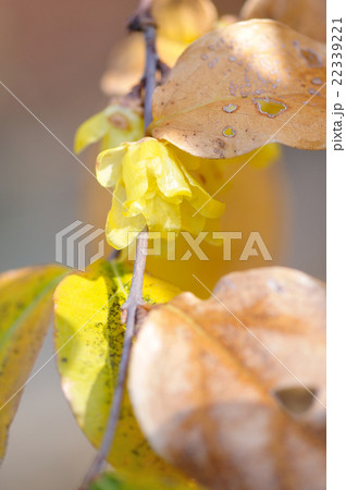 ソシンロウバイ 22339221