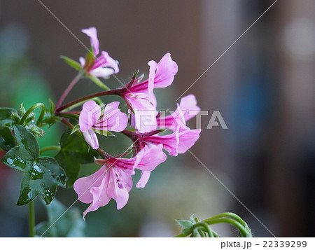 雨に濡れたアイビーゼラニウムの花 22339299