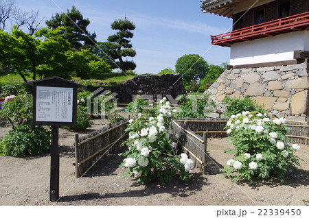 国宝松本城　小笠原牡丹　戦国時代に小笠原氏が後事を託した万重咲の白牡丹　「殿様の白牡丹」とも呼ばれる 22339450