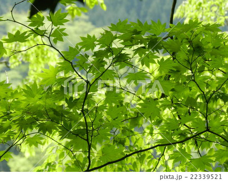 夏木山の新緑 22339521