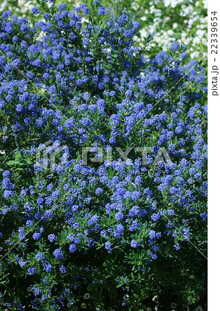 カリフォルニアライラック　花言葉は「淡い恋心」 22339654