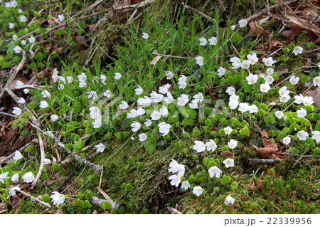 ミヤマカタバミ 22339956