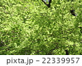 新緑 22339957