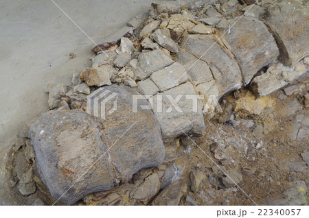 信州 松本 クジラ化石 県天然記念物指定 発見されたまま現地保存されている化石 骨格拡大 信州 松本 クジラ化石 県天然記念物指定 発見されたまま現地保存されている化石 骨格拡大 22340057