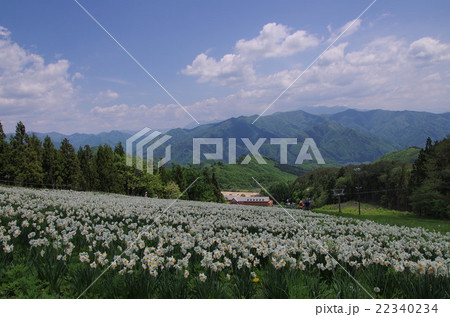 ノルンみなかみフラワーガーデンのすいせん 22340234