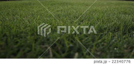 芝生 22340776