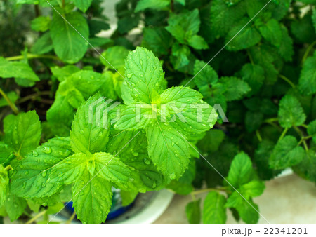 Closeup of fresh mint plant leaves with water Closeup of fresh mint plant leaves with water 22341201