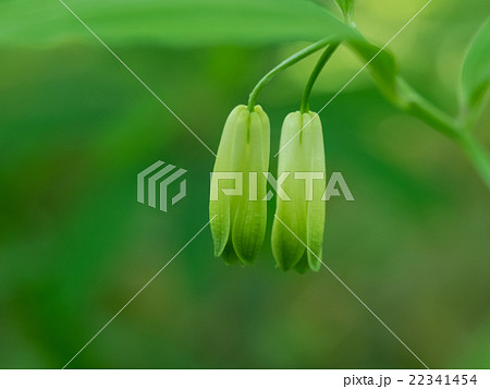 初夏の森に自生するホウチャクソウ 22341454