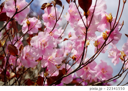 ツツジの女王　アカヤシオ 22341550