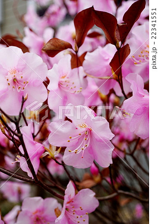 ツツジの女王　アカヤシオ 22341551