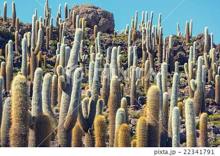 Cactus in Bolivia 22341791